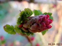 040.webp