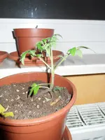 SDC12364.webp