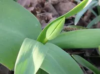 Tulpe (3).webp