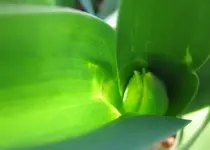 Tulpe (4).webp