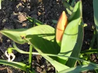 Tulpe (2).webp