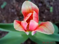 039.webp