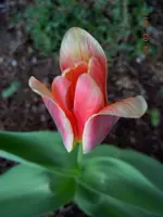 036.webp