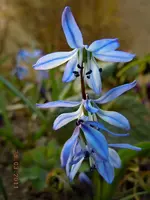 129.webp