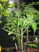 IMG_0890[1].webp
