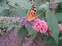 Buddleja davidii Flower power.webp