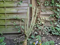 2011 03 30 017.webp