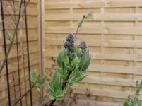 2011 03 30 018.webp