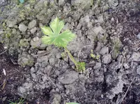 2011 03 30 029.webp