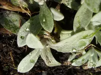 Garten 015.webp