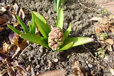 P1040407-1.webp