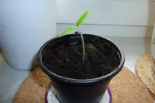 P1040421.webp