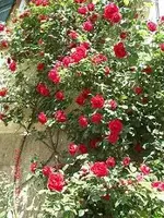 kletterrose2.webp