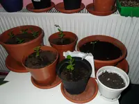 SDC12352.webp