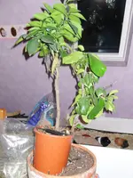 SDC12354.webp