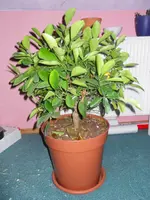 SDC12355.webp