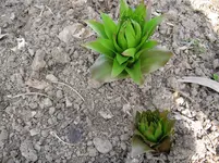 003.webp
