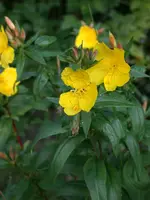 DSCN6969.webp