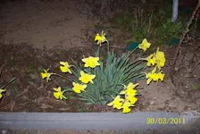 Osterglocken.webp