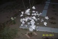 Magnolienstrauch 1.webp
