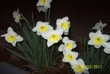 Osterglocken 2.webp