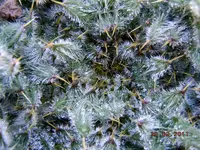 211Distel.webp