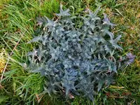 210Distel.webp