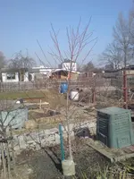 Pfirsich1.webp