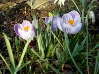 SDC13212-1.webp