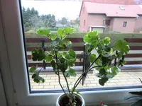 CIMG0091.webp