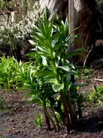SDC13223-1.webp