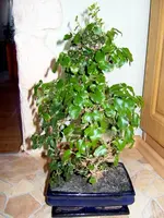 SDC13195-1.webp