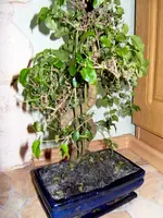SDC13197-1.webp