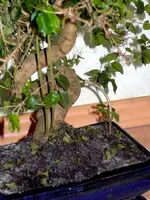 SDC13198-1.webp