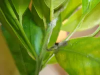 märz 2011 pflanzen 088.webp