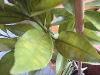 märz 2011 pflanzen 094.webp