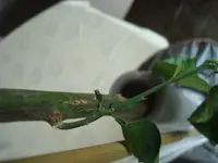 märz 2011 pflanzen 138.webp