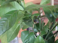 märz 2011 pflanzen 144.webp