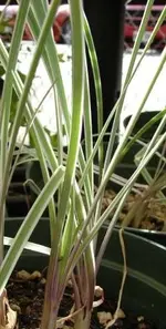 Knoblauchgras.webp