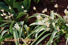 Wildtulpe.webp