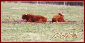 Siesta.webp