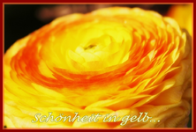 Ranunkel.webp