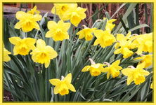 Narzissen.webp