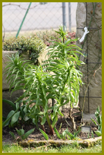 Kaiserkrone.webp