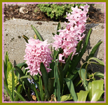Hyazinthe.webp