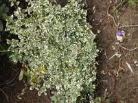 Garten vorne März2011-2 007.webp