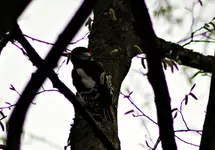 IMG_3055k.webp