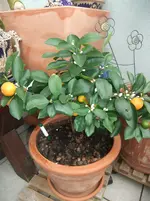 DSCF2551.webp