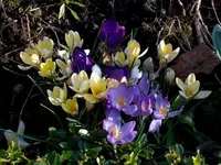 SDC13210-1.webp