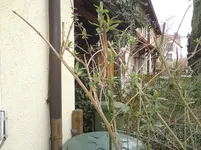 003.webp